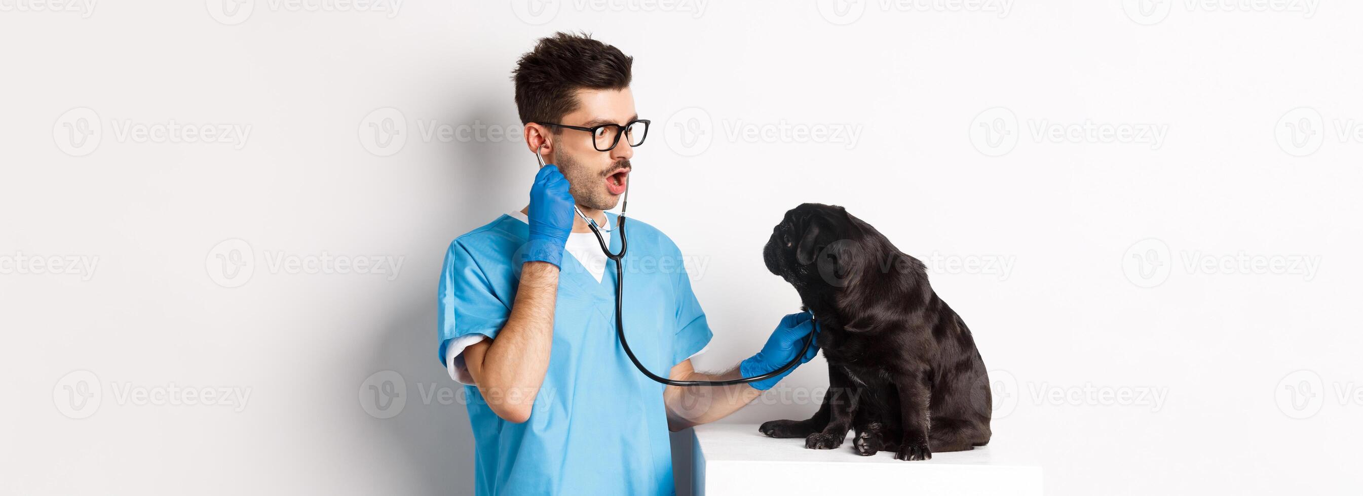 Image of handsome doctor in vet clinic examining dog health, checking pug lungs with stethoscope, standing over white background photo
