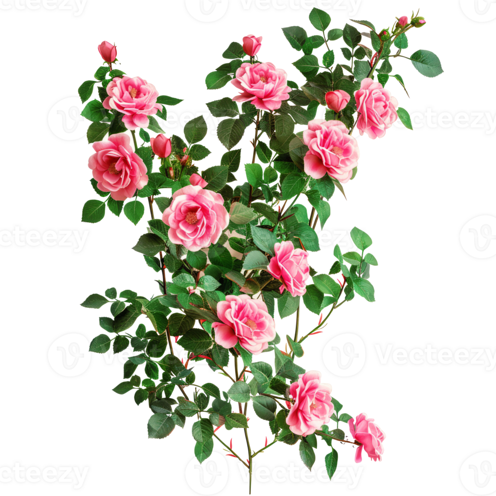 Blooming Pink Rose Bush in Garden png