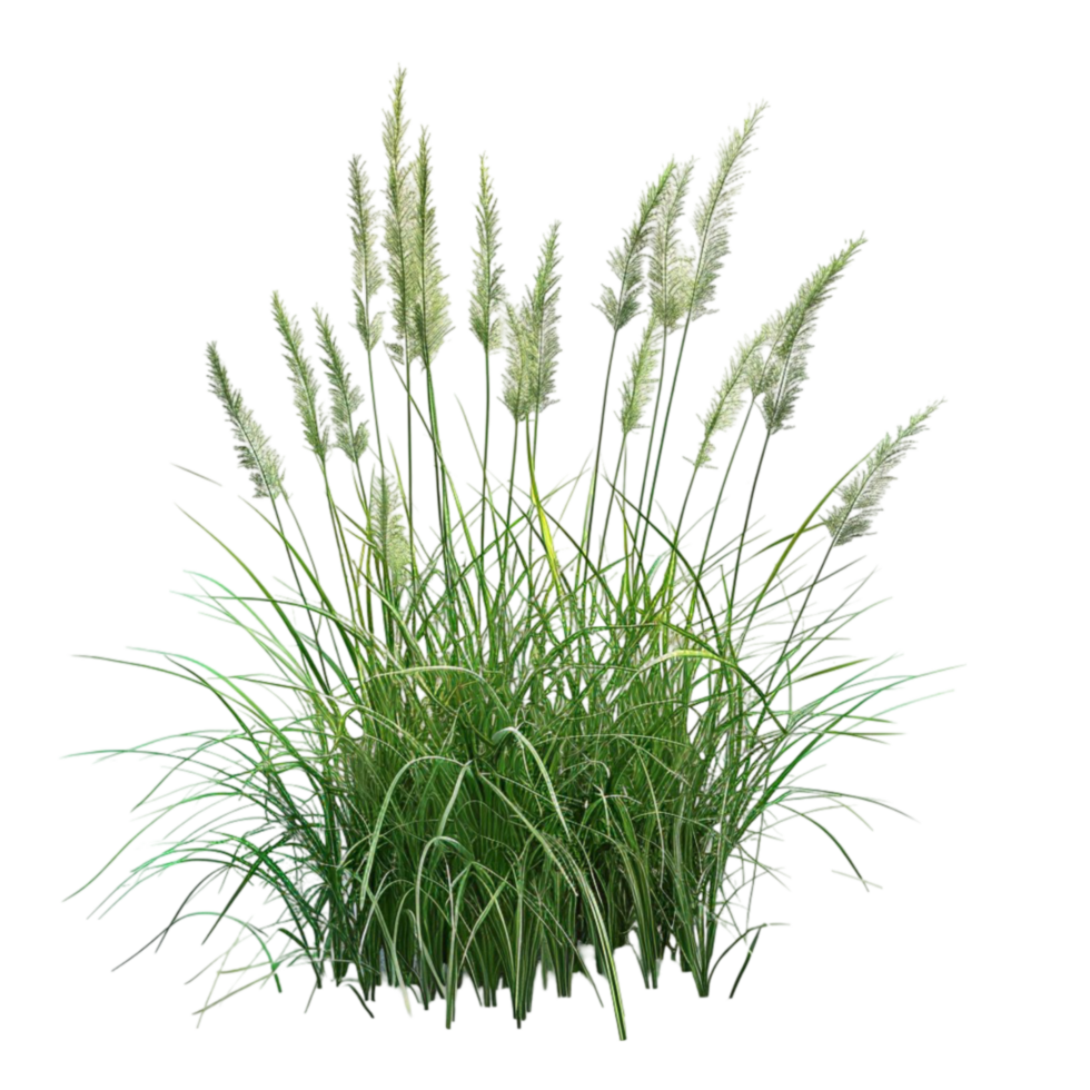 Stalk of Wheat with Green Leaves and Golden-Brown Seeds on Transparent background AI-Generative png