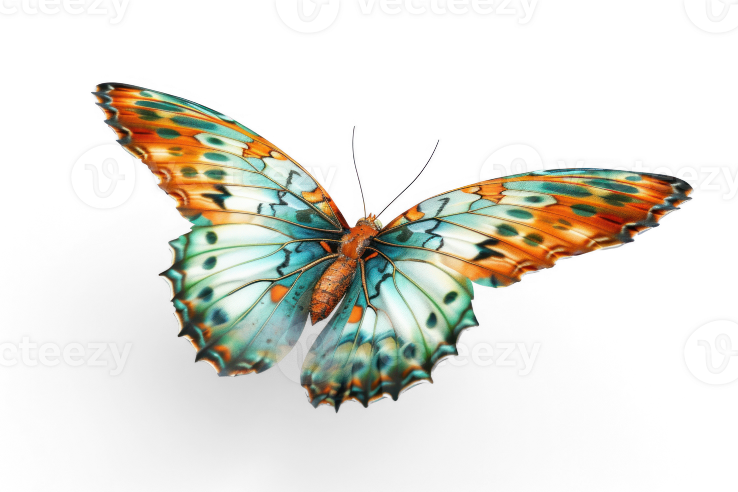 butterfly image, transparent background png
