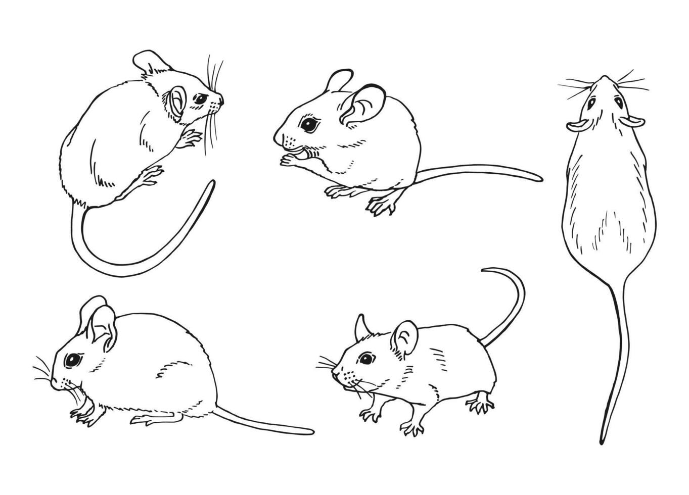 Set of mouse. Hand drawn illustration. vector