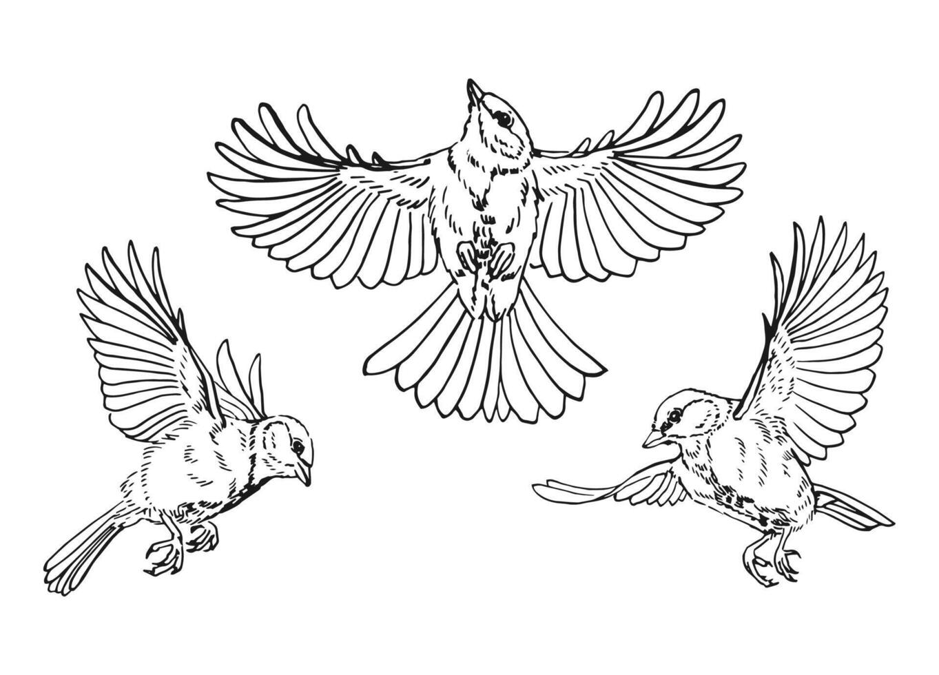 Set of titmouse. Flying bird. Hand drawn illustration. vector