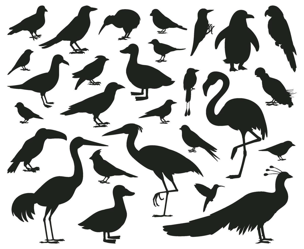 Cartoon birds silhouettes, black pigeon, toucan and parrot characters. Wildlife, woods or city birds, sparrow and seagull illustration set. Birds silhouettes vector