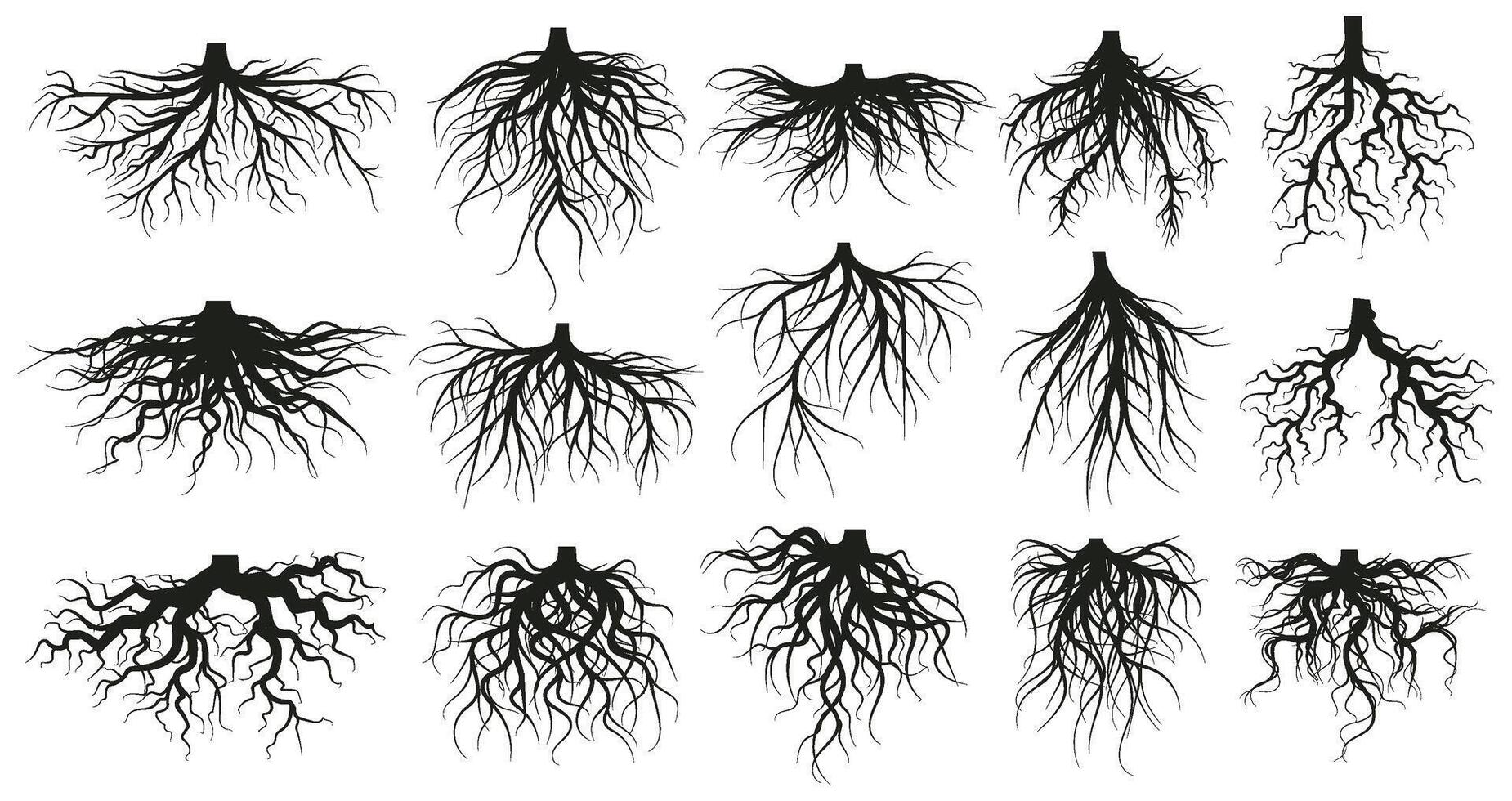 Tree root system, underground growing plants stems. Branched roots, botany plants, trees, vegetables roots illustration set. Underground root system vector