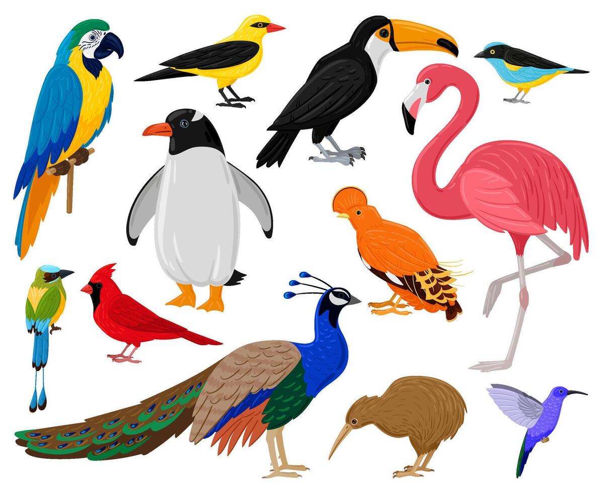 Cartoon tropical exotic birds, parrot, toucan, penguin and flamingo. Exotic fauna hummingbird, kiwi and peacock illustration set. Wild feathered animals vector