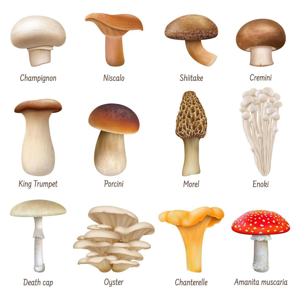 Realistic mushrooms, edible and inedible mushroom plants. Natural mushroom woods plants, enoki, niscalo and morel 3d mushrooms illustration set. Mushrooms plants vector