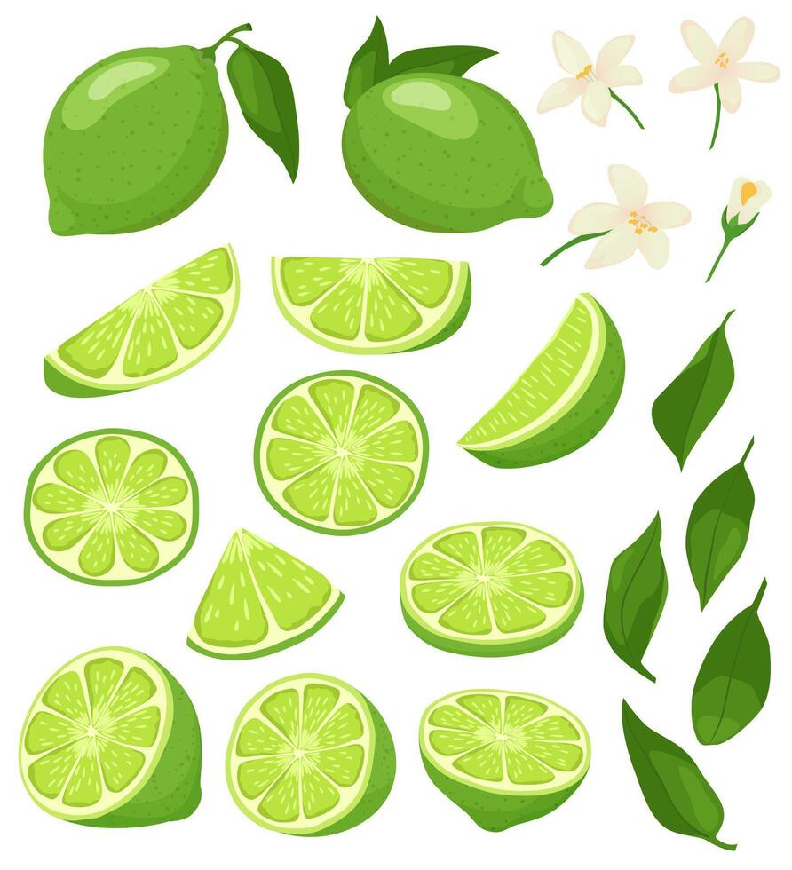 Cartoon lime. Green citrus with blossom, sliced limes and sour summer fruit illustration set vector