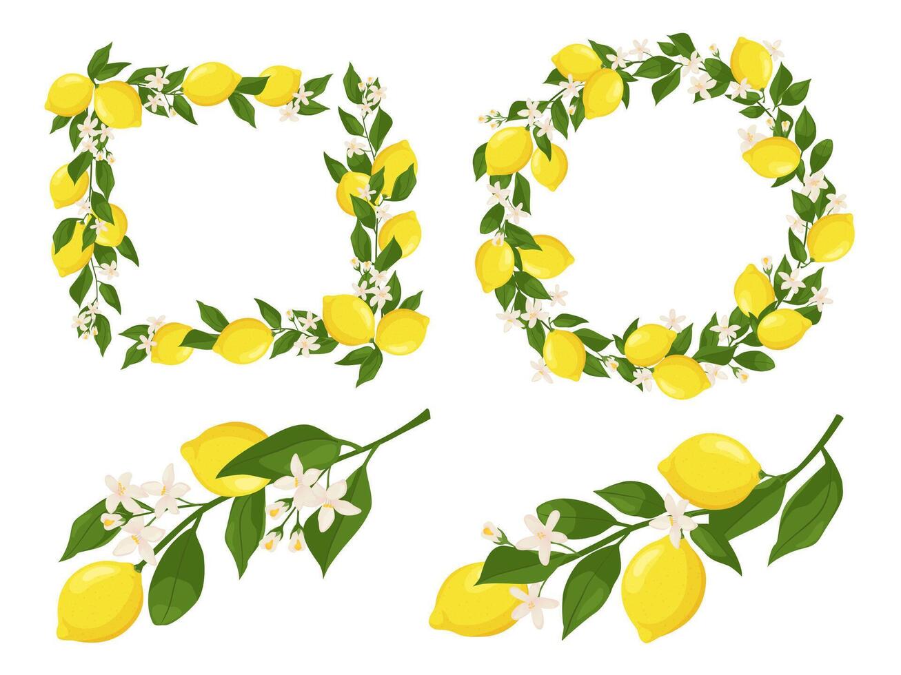 Flowering lemon branches. Branch frame with lemons, leaves and blossom flowers set vector