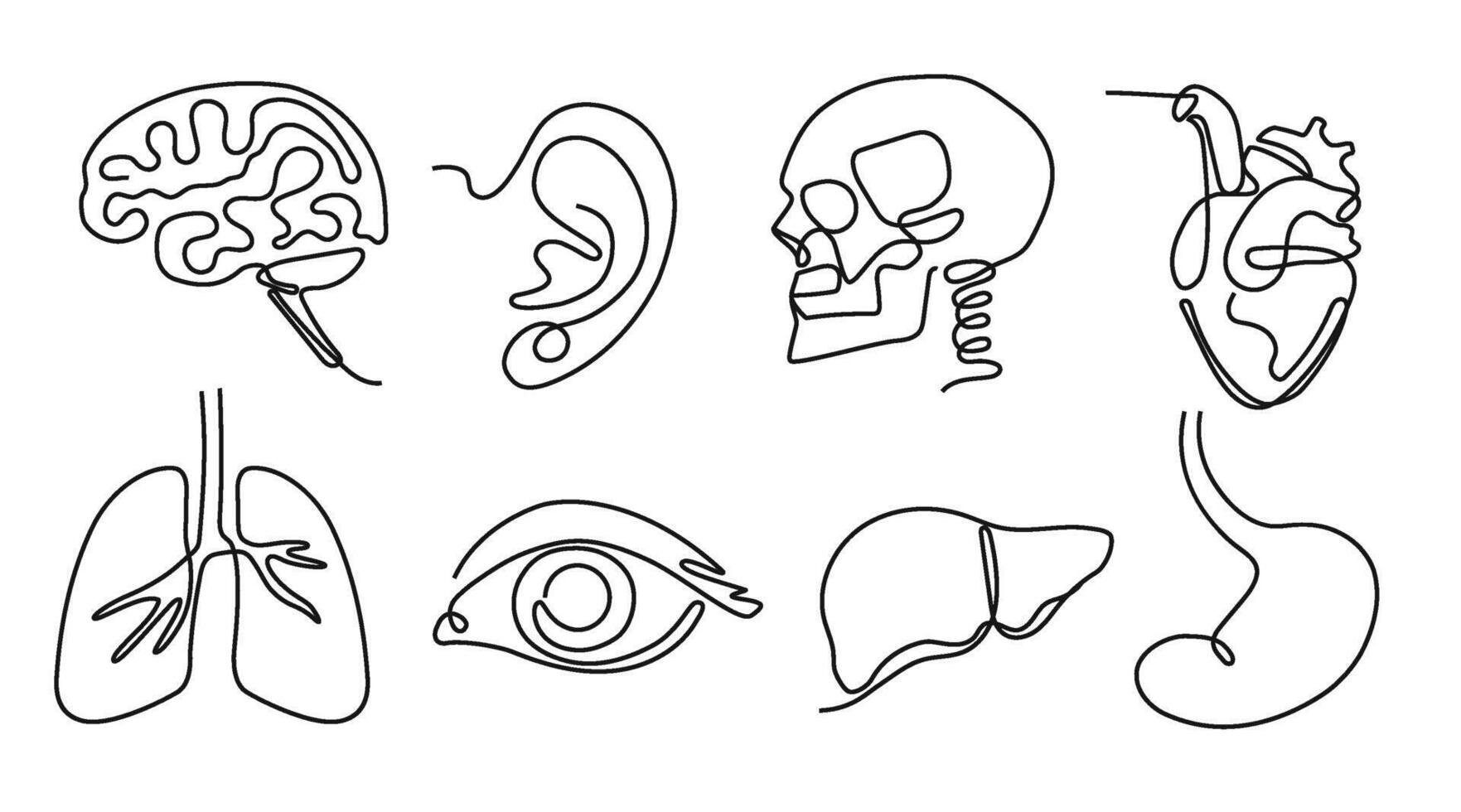 One line human organs. Minimal skull, brain and heart. Vision eye, hearing organ ear and lungs. Liver and stomach hand drawn Illustration set vector