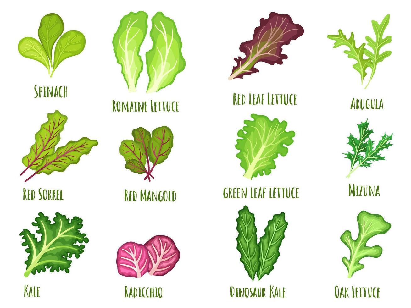 Leafy salad green. Green leaf lettuce, fresh spinach and kale. Planted vegetables leaves, healthy food cartoon Illustration set vector