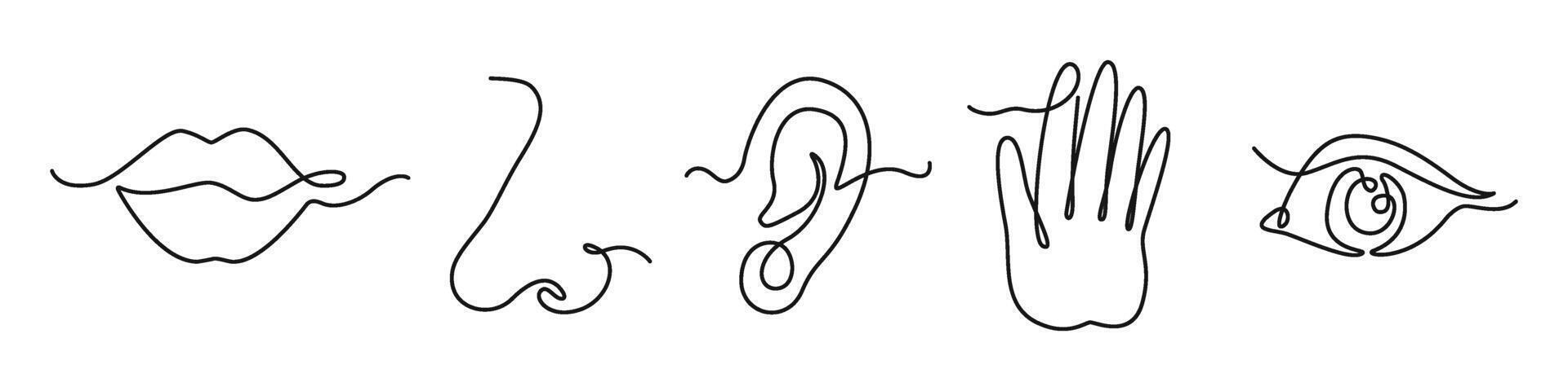 One line five human senses. Mouth to feel taste, nose to smell and ear to hearing. Hand to touch and eye to vision. Hand drawn human sense organs set vector