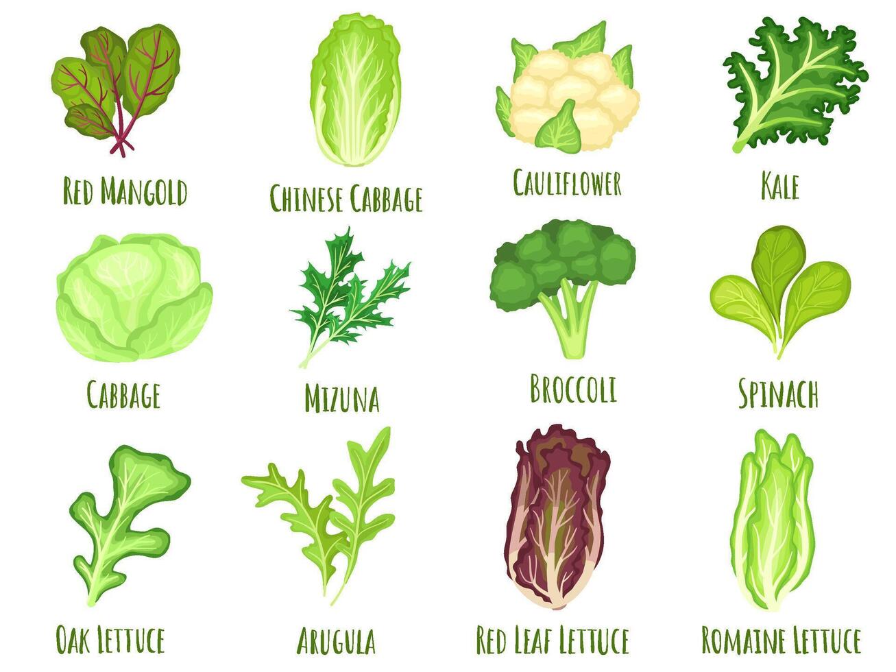 Vegetable lettuce. Salad cabbage, green spinach leaves and cartoon broccoli set vector