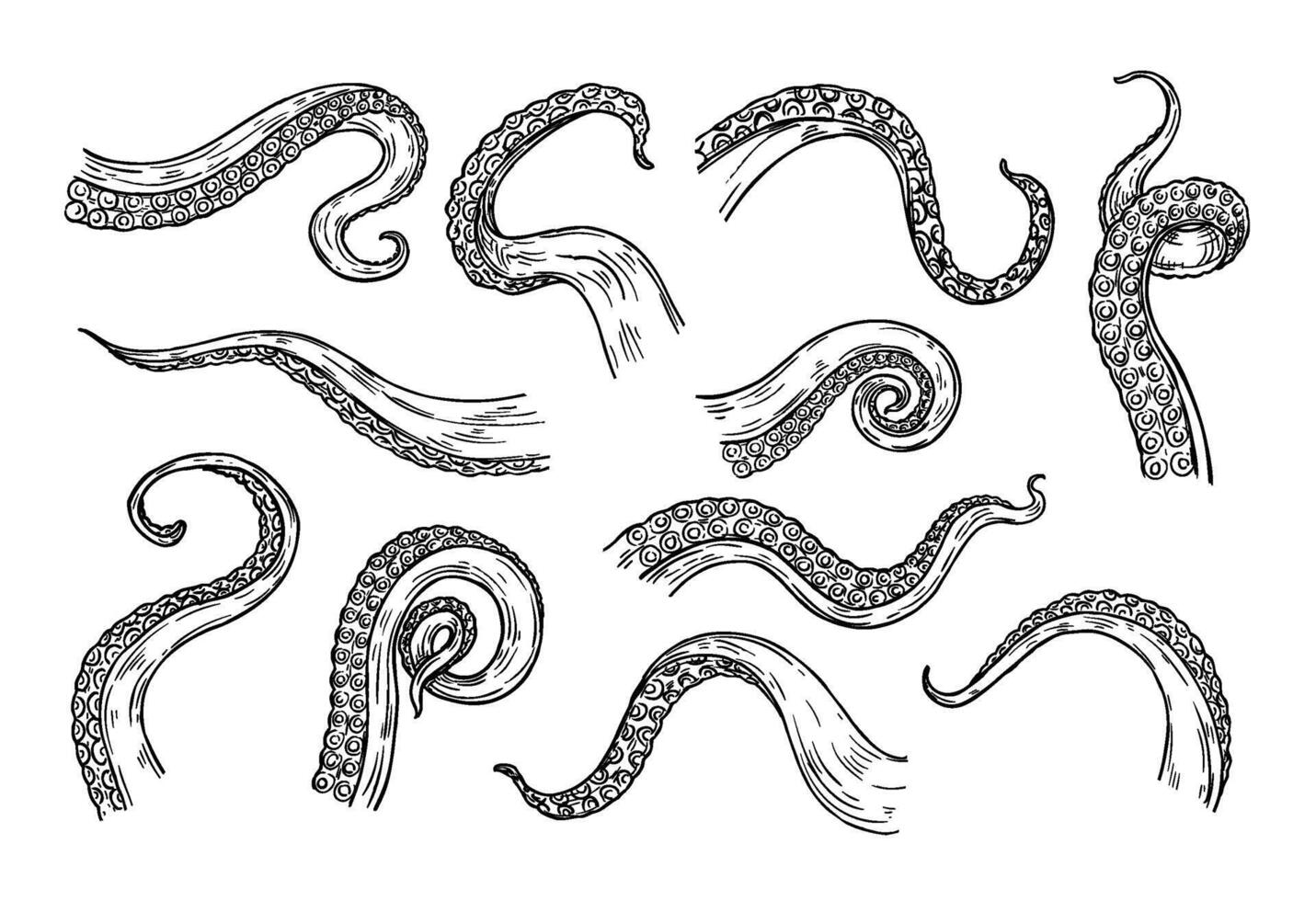 Octopus tentacles engraving. Hand drawn tentacle of underwater squid animal, sketch kraken or Cthulhu arms with sucker rings vector
