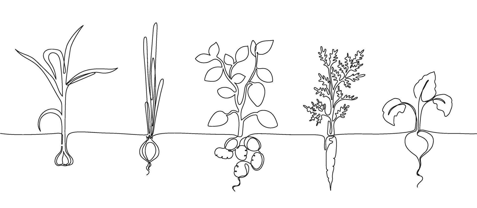 One continuous line vegetable row. Hand drawn growing root crops, organic garlic, onion, potato and carrot veggies Illustration vector