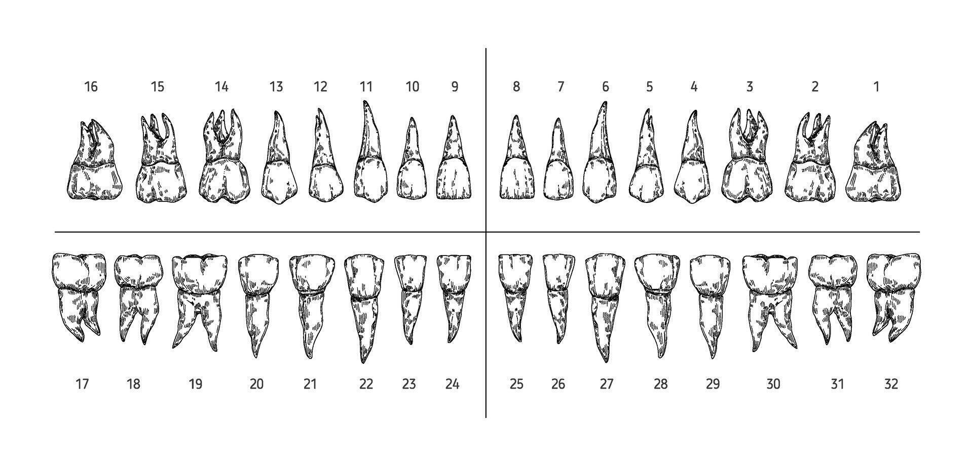 Tooth types sketch. Teeth with roots, dentist tooth numbers system and hand drawn premolar, molar, canine and incisor illustration set vector