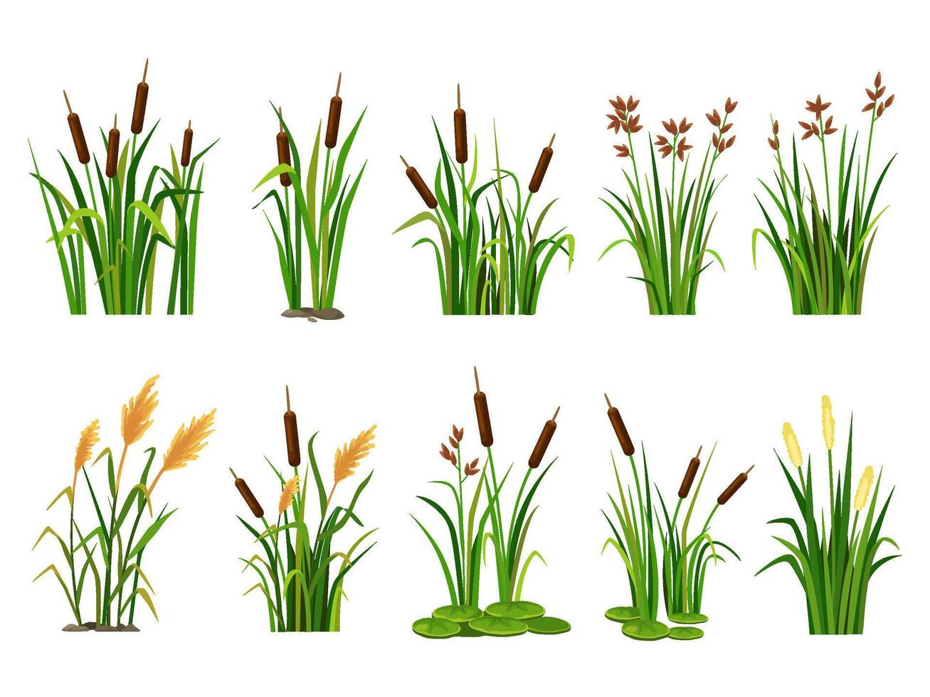 Cartoon lake aquatic plants. Swamp cattails, marsh reed and blooming bulrush illustration set vector