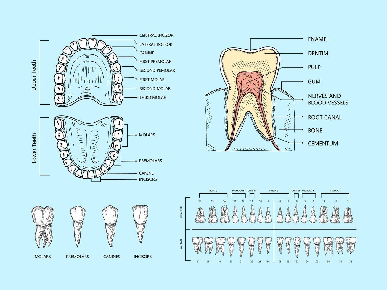 Teeth anatomy scheme. Tooth structure infographic, orthodontic human teeth loss diagram and mouth chart scientific illustration vector