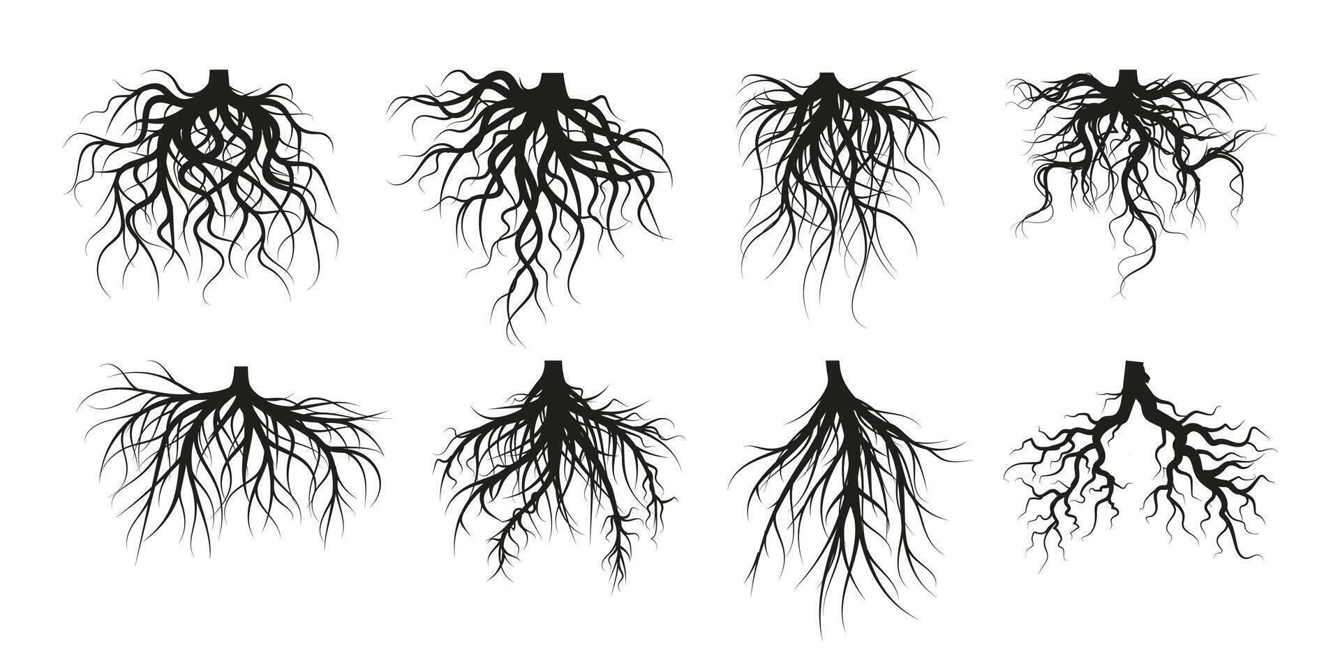Tree root system, underground growing plants stems vector