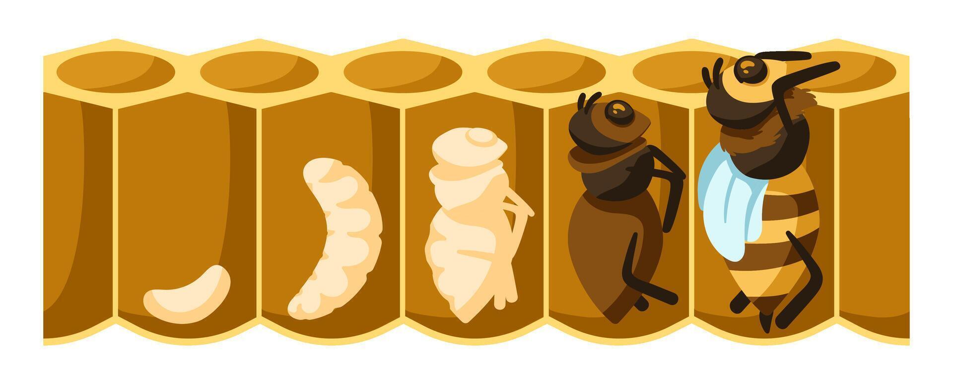 Cartoon bee life cycle. Development process from bee egg, larvae, pupation stage to emerging bee illustration vector