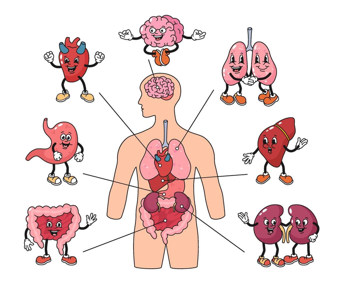 Cartoon human body organs mascots. Anatomy poster with brain, lungs and heart characters illustration set vector