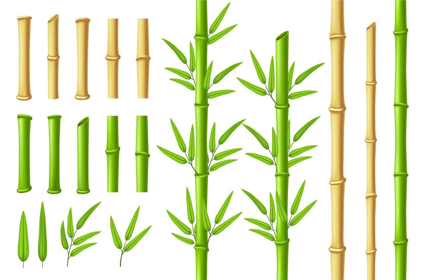 Bamboo stems and leaves. Zen garden verdant bamboo stick with 3D green leaf isolated illustration set vector
