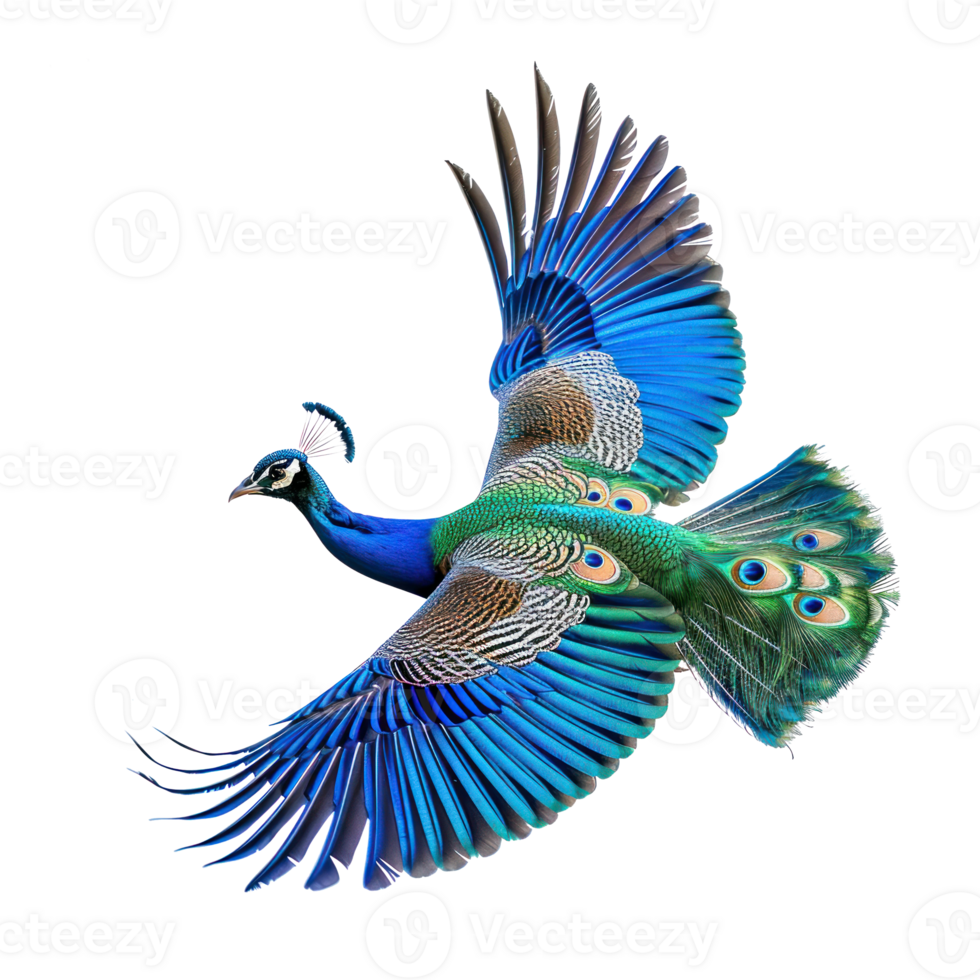 a kingfisher bird is sitting on a branch on transparent background png