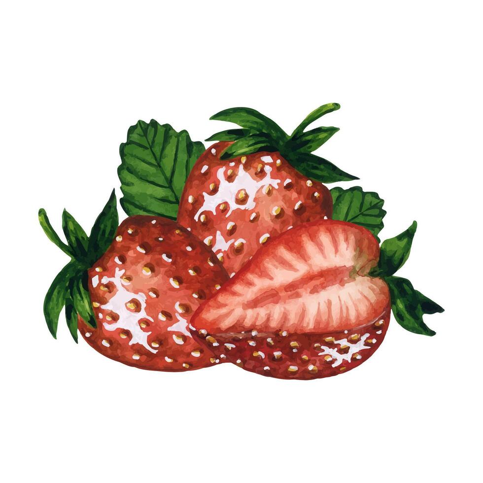 Ripe and juicy strawberries isolated on white background, hand drawn watercolor berries illustration. Ideal for background, pattern, postcard, greeting, logo vector