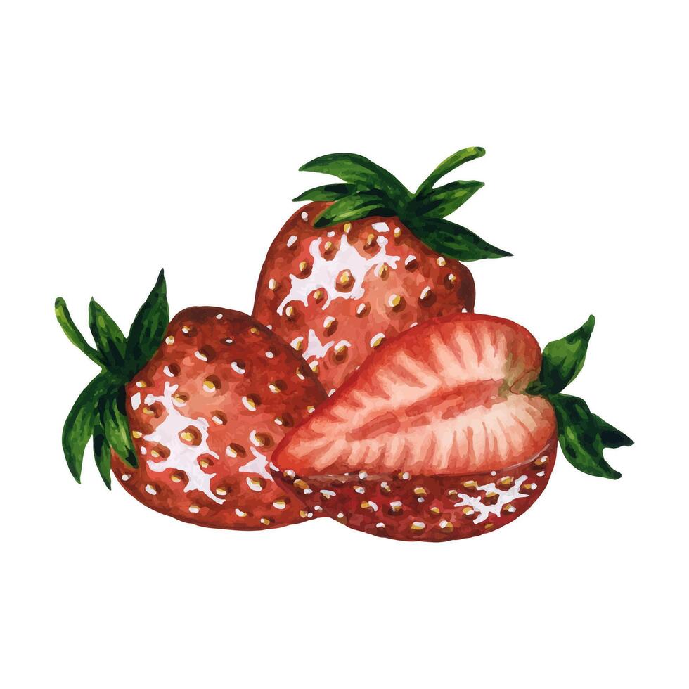 Ripe and juicy strawberries isolated on white background, hand drawn watercolor berries illustration. Ideal for background, pattern, postcard, greeting, logo vector
