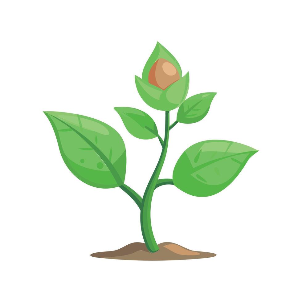 Illustration of a Young Plant with Leaves and Bud vector