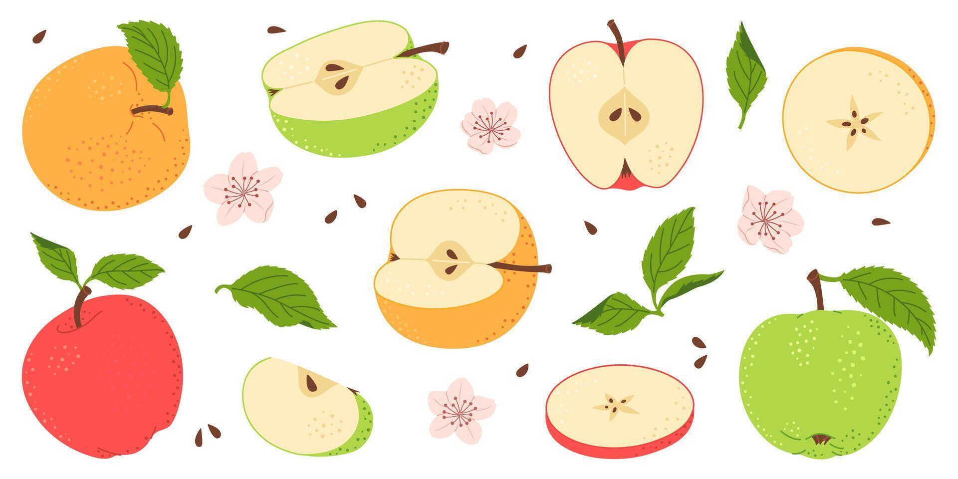 Apple fruit set. Whole, half, slice of red green and yellow apple fruit with green leaves and flowers collection. Hand drawn flat style isolated illustration vector