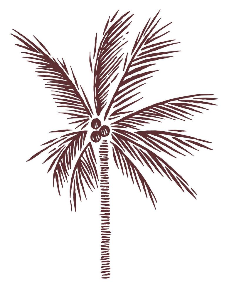 Stylized art of a coconut tree silhouette. Drawing in free, rustic and uncluttered lines. vector