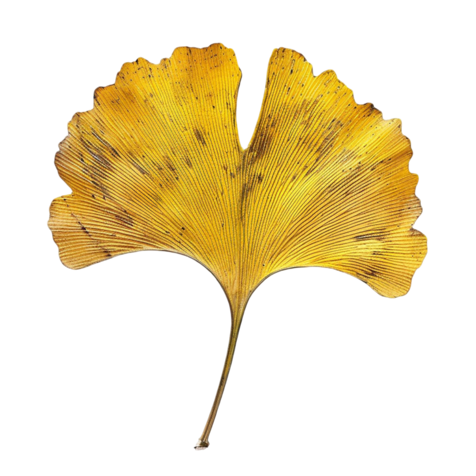 ginkgo leaf image png