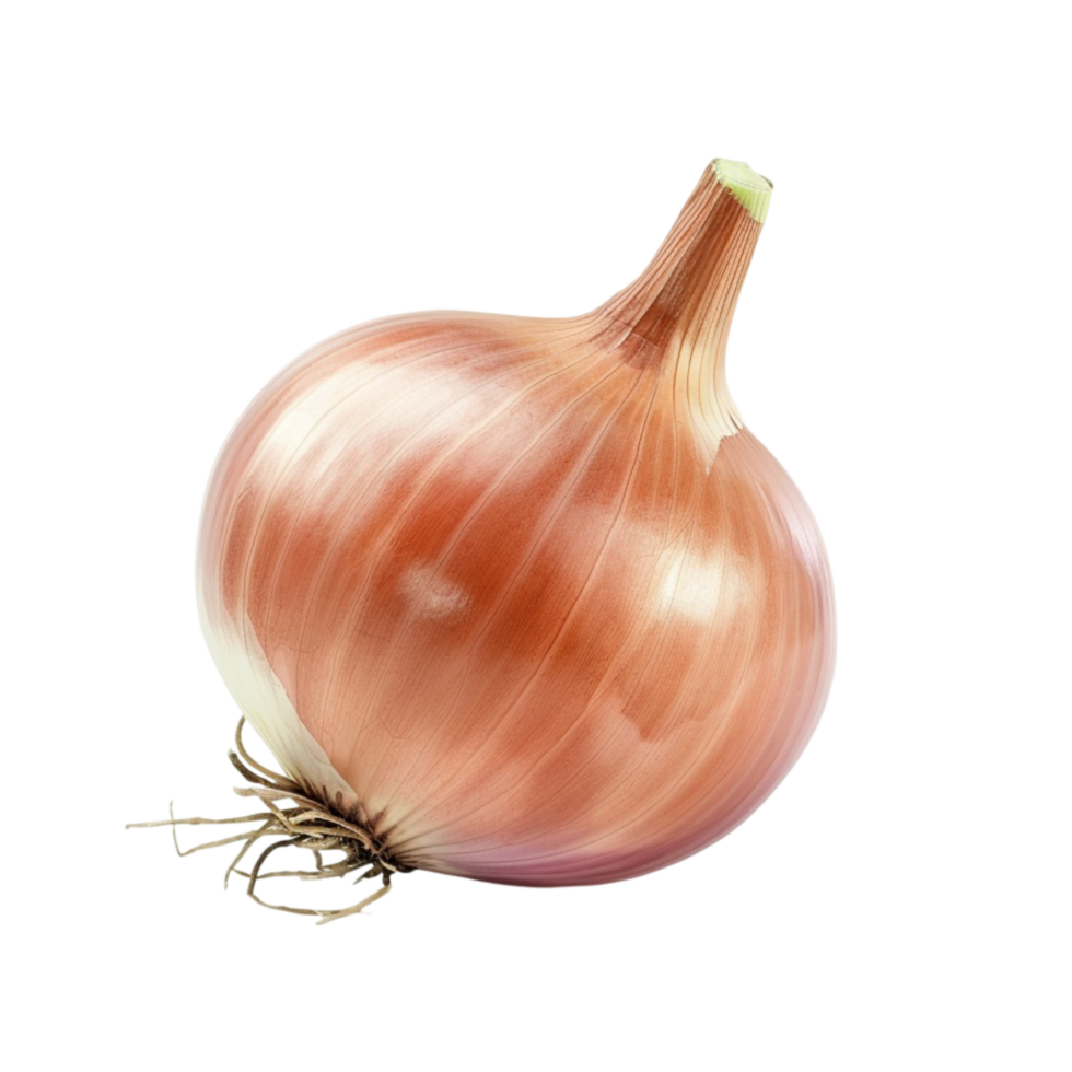 an onion is shown image png