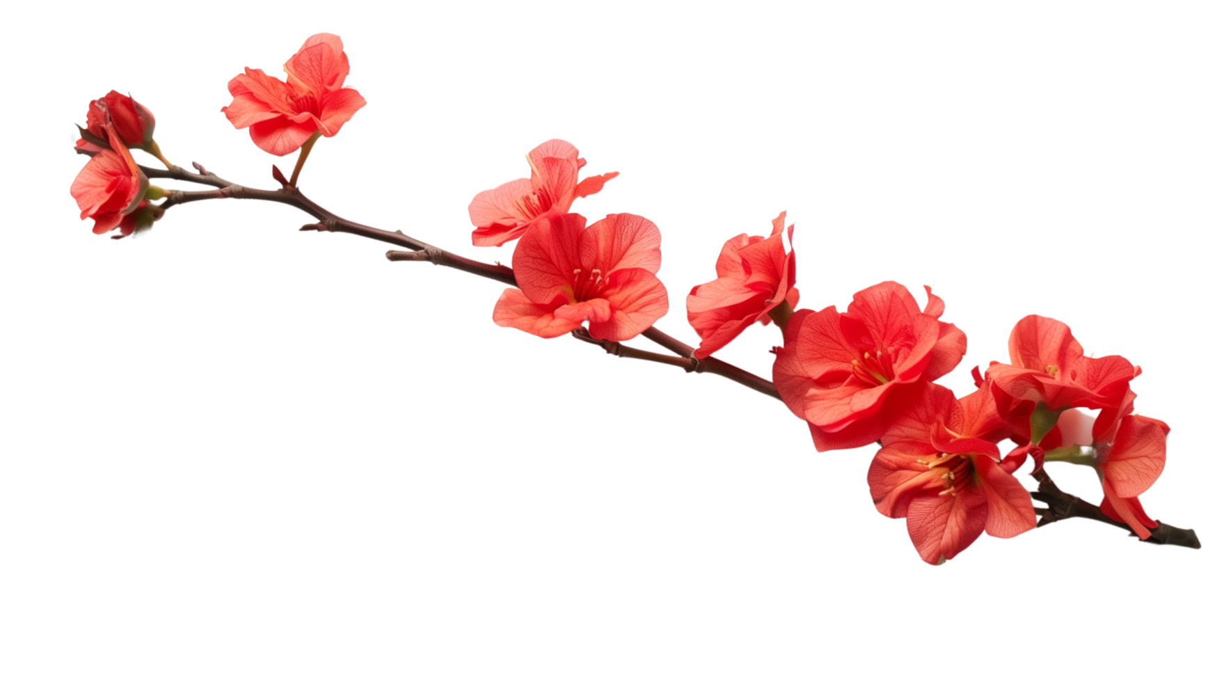 A branch of vibrant red flowers isolated on a transparent background png