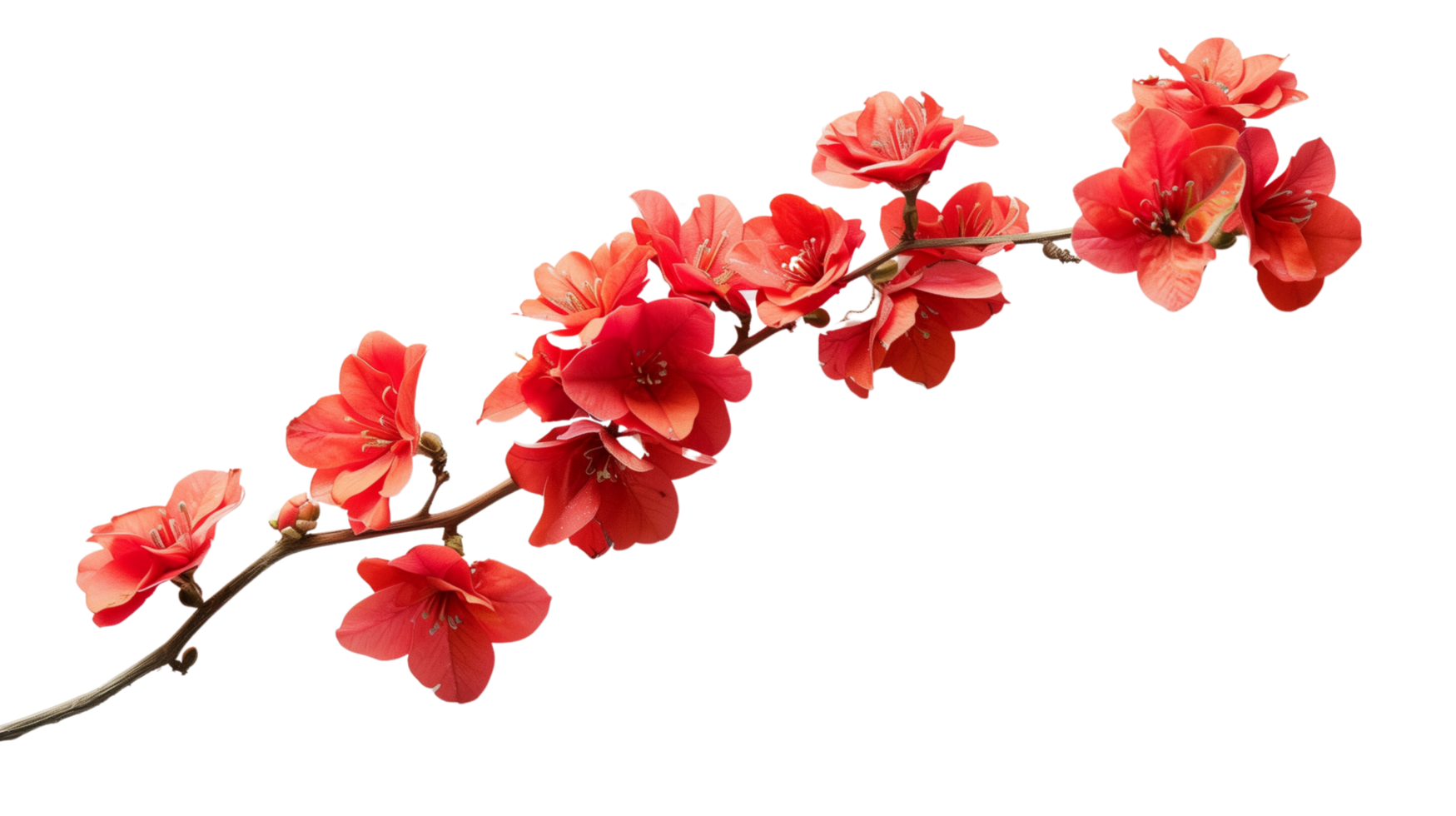A branch of vibrant red flowers isolated on a transparent background png