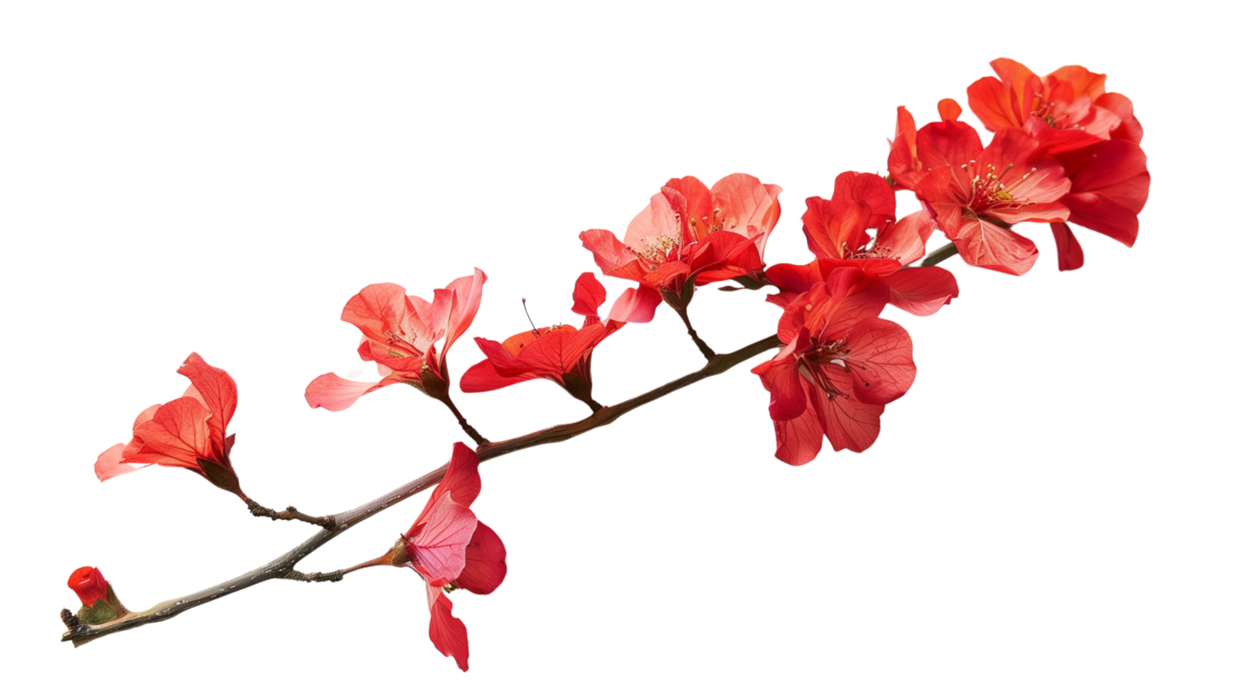 A branch of vibrant red flowers isolated on a transparent background png