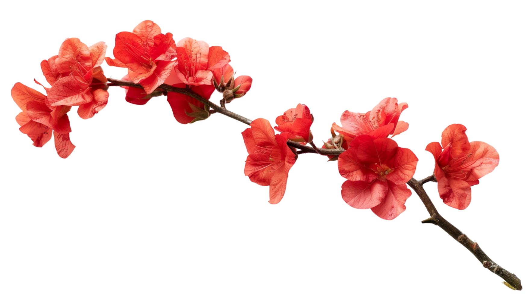 A branch of vibrant red flowers isolated on a transparent background png
