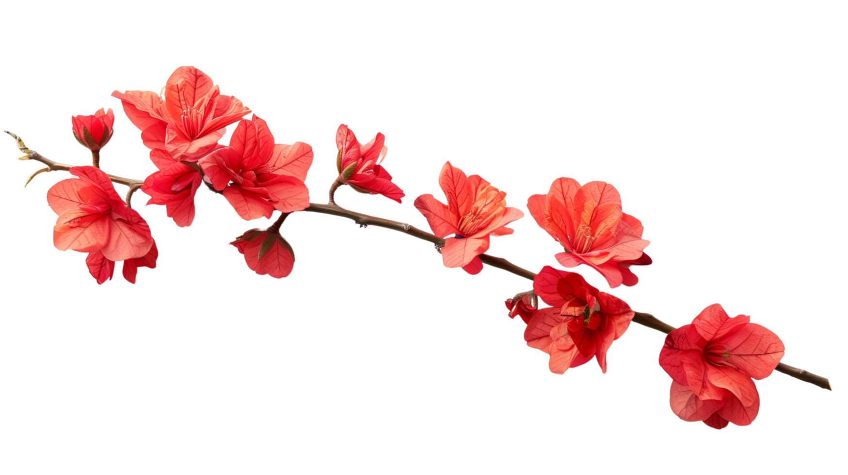 A branch of vibrant red flowers isolated on a transparent background png