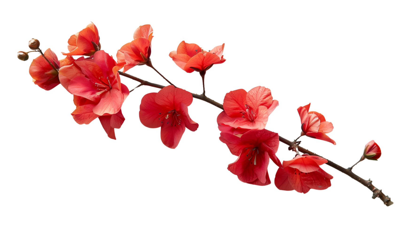 A branch of vibrant red flowers isolated on a transparent background png