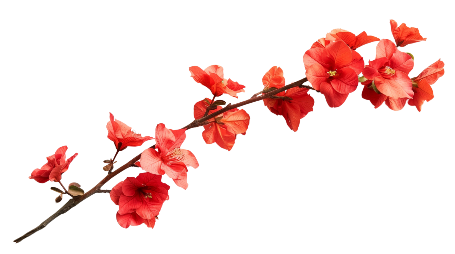 A branch of vibrant red flowers isolated on a transparent background png
