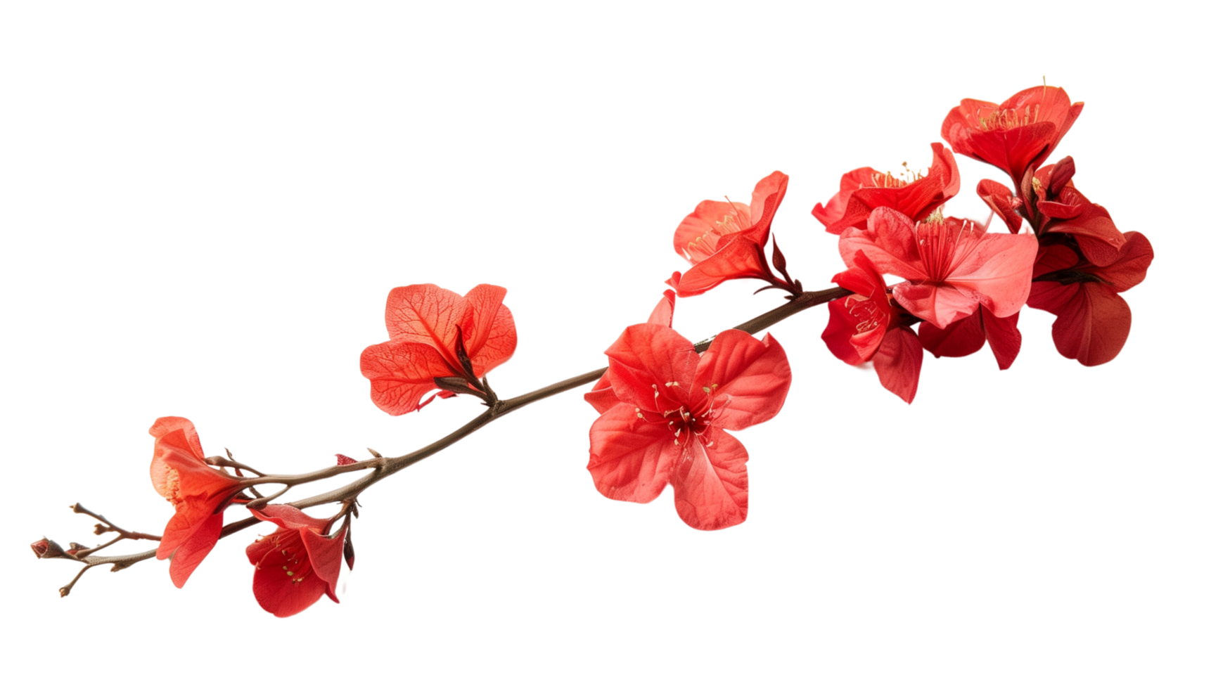 A branch of vibrant red flowers isolated on a transparent background png