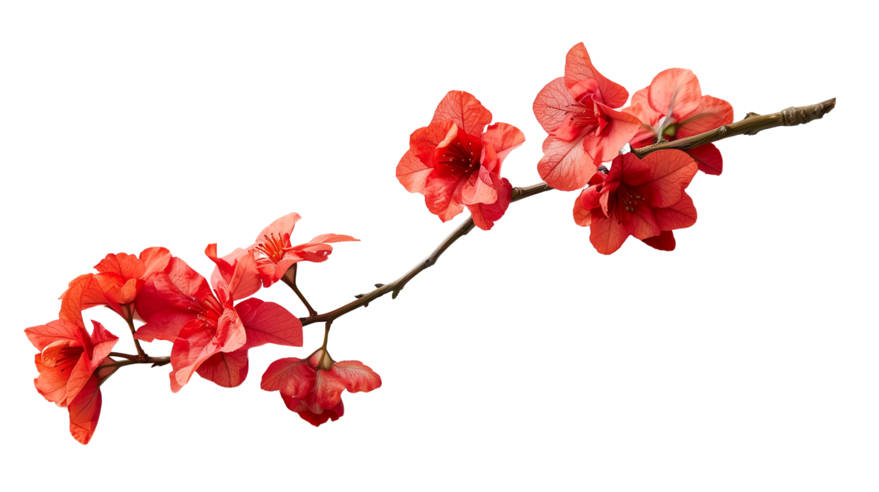 A branch of vibrant red flowers isolated on a transparent background png