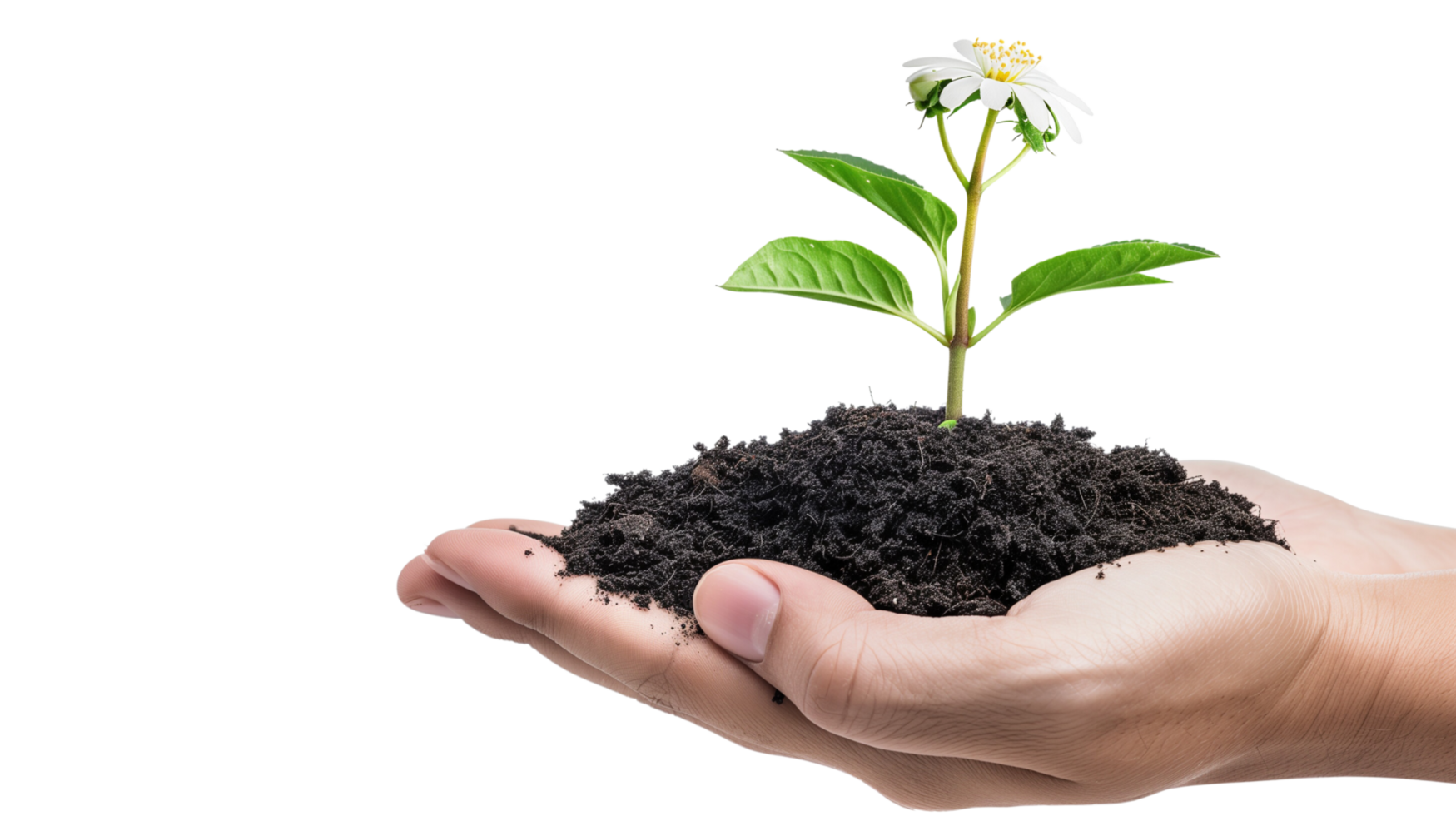 A hand gently holding a piece of fertile soil from which a flourishing plant with blossoms emerges, isolated on a transparent background png
