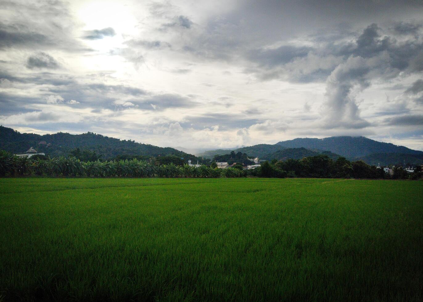 Landscape view of fresh green rice field with cloudy mountain in background photo