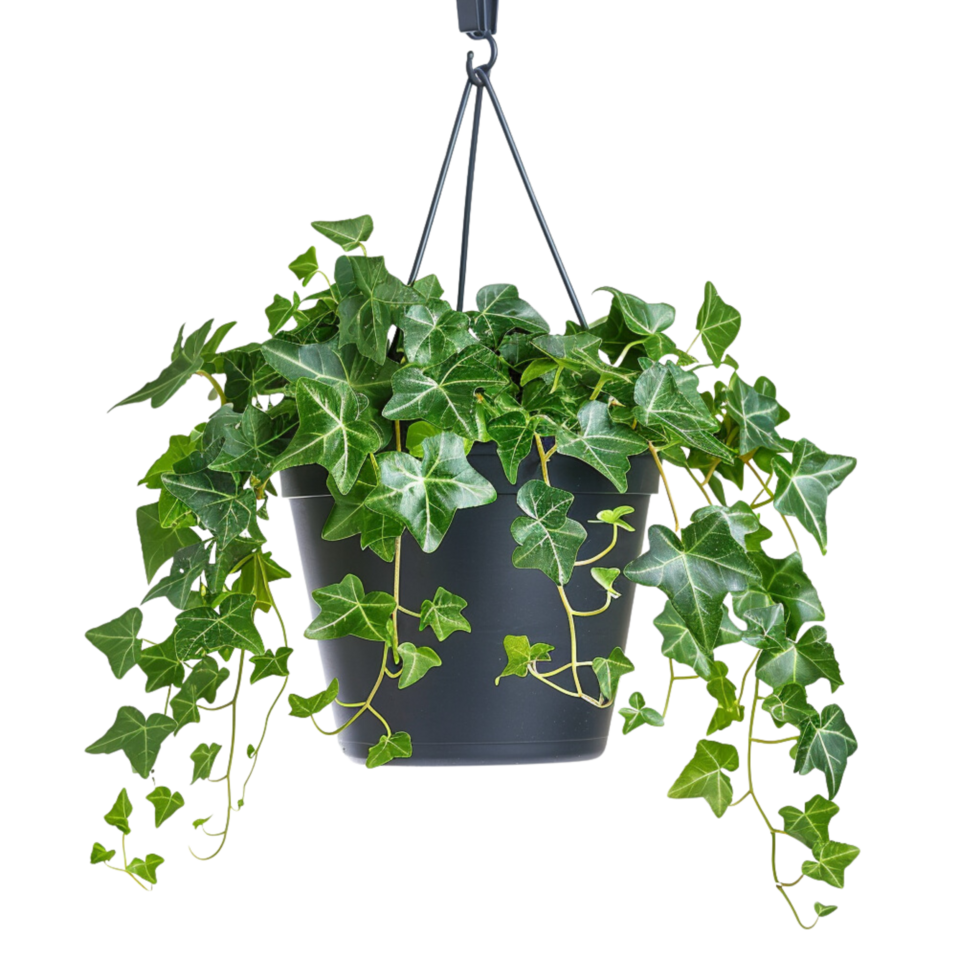 A hanging ivy plants on pot on a transparent background png