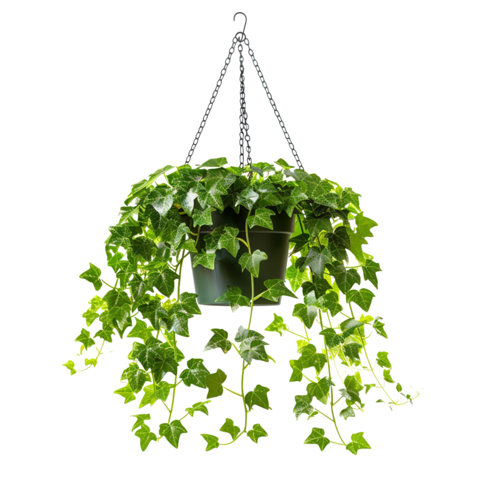 A hanging ivy plants on pot on a transparent background png