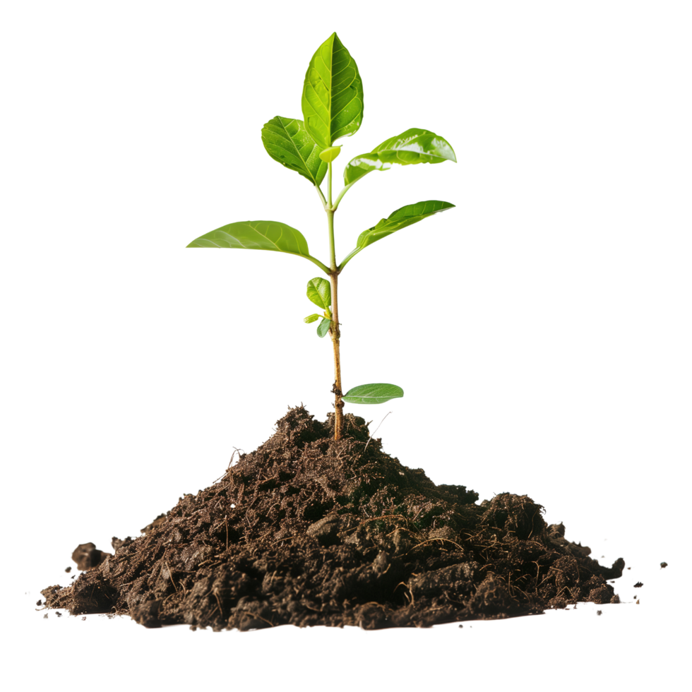 A small tree saplings emerging from rich brown soil, isolated on a transparent background png