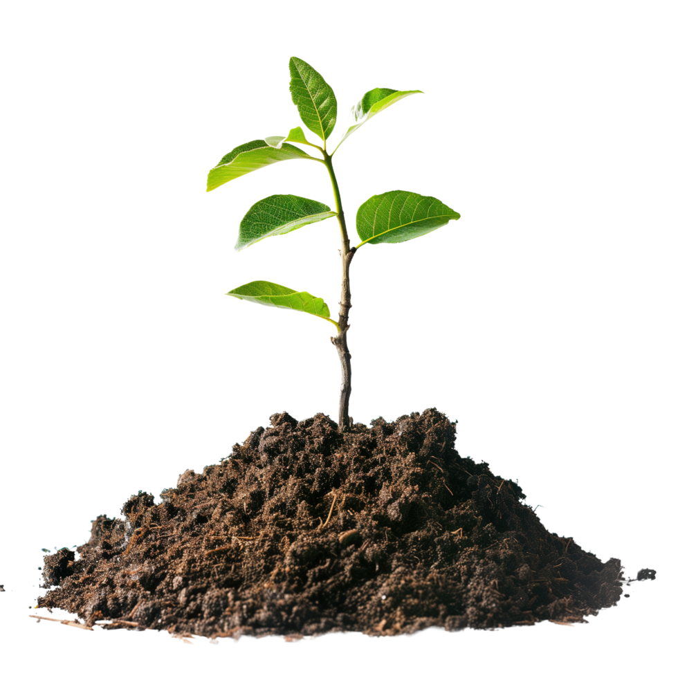 A small tree saplings emerging from rich brown soil, isolated on a transparent background png