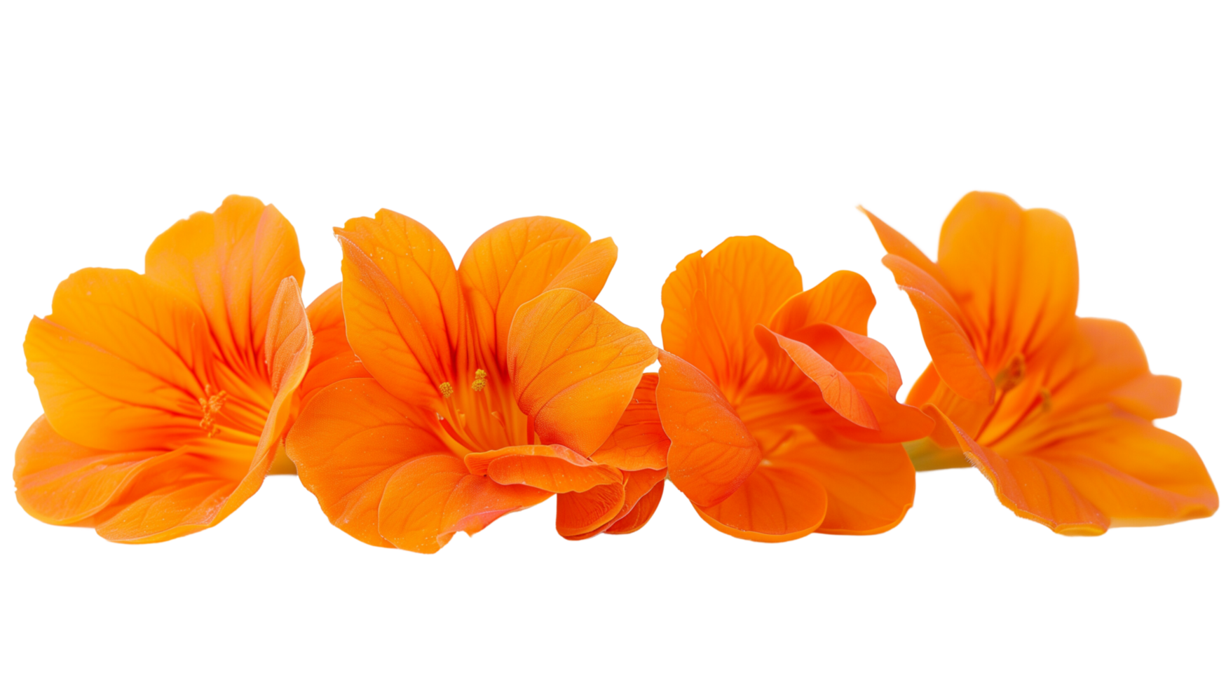 Orange flowers foreground isolated on a transparent background png