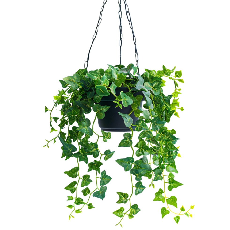 A hanging ivy plants on pot on a transparent background png